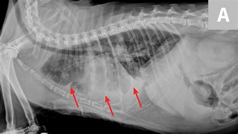 Metastatic Lung Cancer In Cats