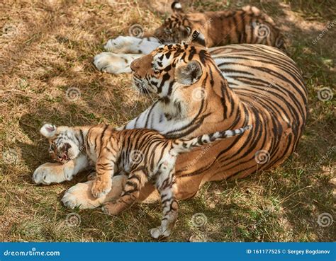 Tiger Cubs With Mother Stock Image Image Of Feline 161177525