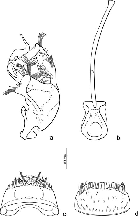 Hydraena Feryi A Aedeagus Lateral View B Male Sternite X And