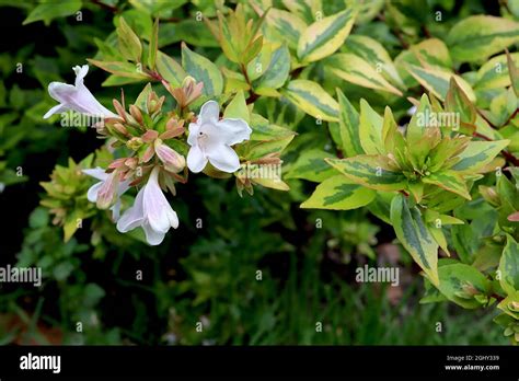 Abelia ‘kaleidoscope Glossy Abelia Kaleidoscope White Flowers With