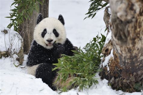 Photograph Snow Panda Enjoying Bamboo By Josef Gelernter On 500px Panda In Snow Panda Panda Bear