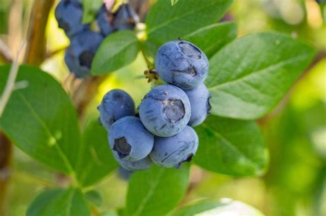 How To Grow Blueberries Planting Caring And Harvesting Blueberry
