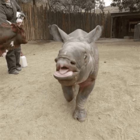 Happy Baby Animals  By San Diego Zoo Find And Share On Giphy