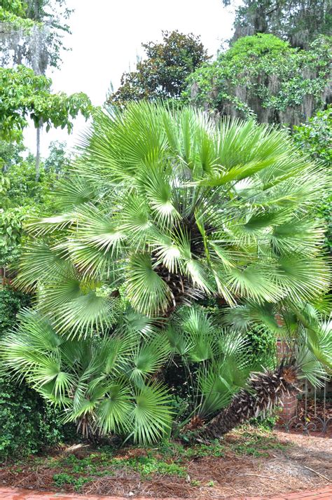 Mediterraneanfanpalmchamaeropshumilis Palm Trees Garden Tropical