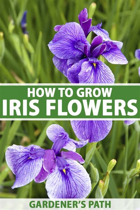 How To Plant And Grow Iris Flowers Gardeners Path