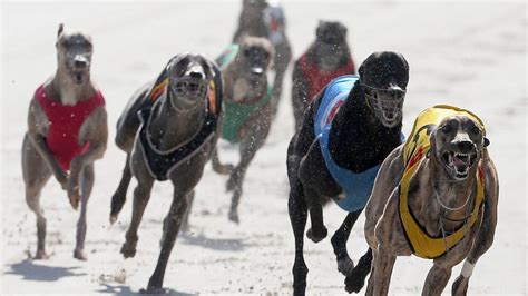 Greyhounds Harness Racing Qld Time For Racing Queensland Divorce