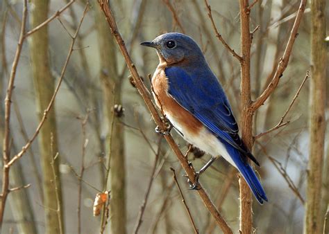 Male Bluebird - Birds and Blooms