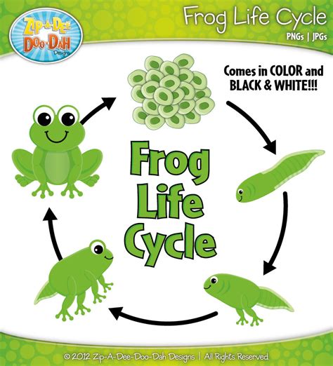 Check spelling or type a new query. Life cycle of a frog clipart 3 » Clipart Station