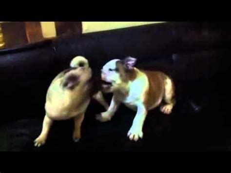 English bulldog are a beautiful breed, but the. dutch bulldog (pug) vs english bulldog - YouTube