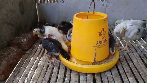 Hasil Silangan Ayam Kampung Super Dengan Ayam Broiler Petelur Bangkok Pelung Youtube