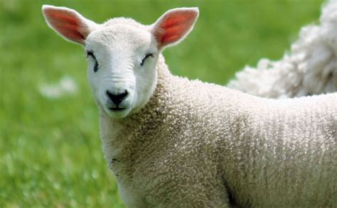 Lamb Lamb Sheep Scottish