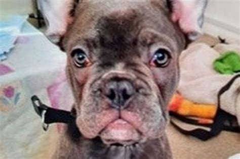 10 Week Old French Bulldog Puppy Stolen In Taunton Somerset Live