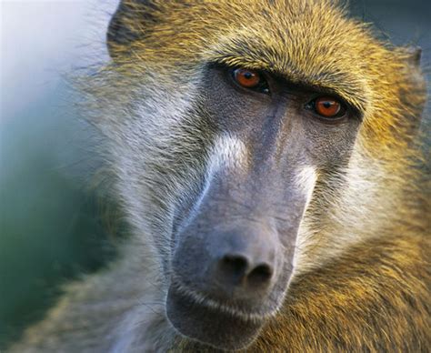 Kenya Blackout Caused By Cheeky Monkey Nature News Uk