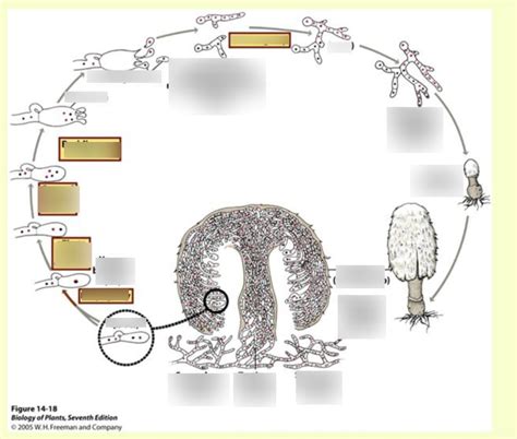 F Agaricus Life Cycle Diagram Quizlet