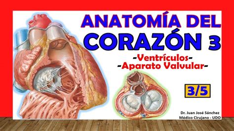 🥇 Anatomía Del CorazÓn 3 5 Ventrículos Aparato Valvular Youtube