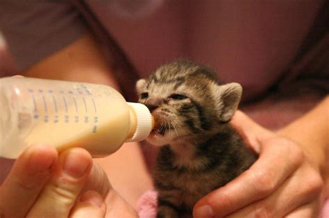 Bottle Feeding Kittens Everything You Need To Know Julianas Animal
