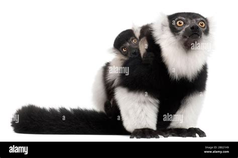 Mother And Baby Black And White Ruffed Lemur Varecia Variegata