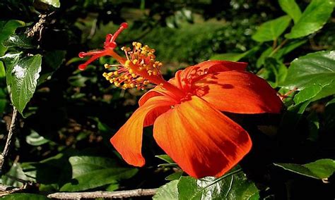 When you order flowers for delivery, you'll receive a photo of the finished product when it's ready for delivery, so you can share in the joy of your generous gift! Rarest Flowers In The World - WorldAtlas.com