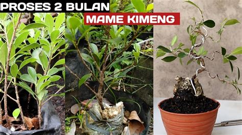 Mame Kimeng Proses Membuat Bonsai Mame Kimeng On The Rock Selama Bulan Youtube