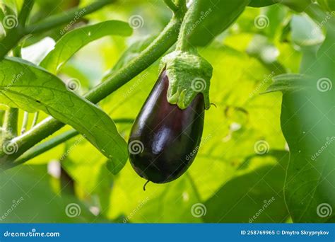 Ripe Eggplant Plants In Garden Aubergine Eggplants In Greenhouse With High Technology Farming