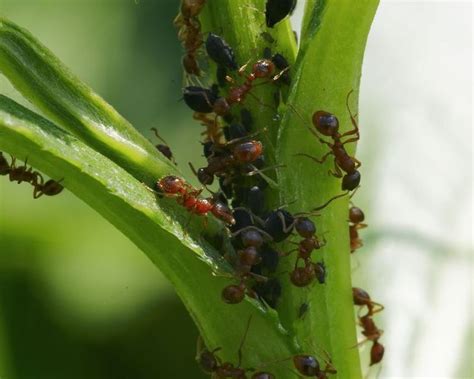 How To Get Rid Of Ants In Your Home Lawn And Garden Yates Au
