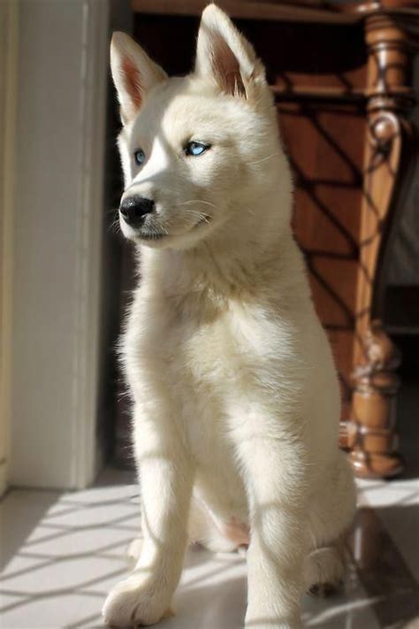 Beautiful Blue Eyed White Husky Puppy Cute Animals Puppies Dogs