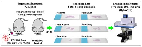 Nanomaterials Free Full Text Ingested Polystyrene Nanospheres Translocate To Placenta And