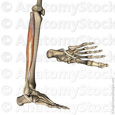 It is the junction of the thigh and the leg and is a hinge joint. Anatomy Stock Images | Lower leg