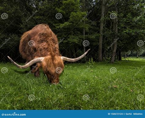 Scottish Highland Cow Grazing On Grass In Scotland Stock Photo Image