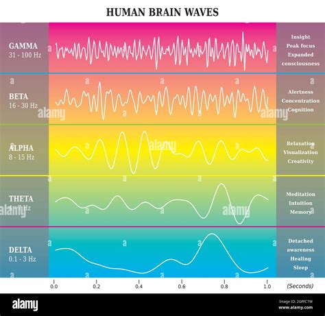 Human Brain Waves Diagram In Rainbow Colors With Explanations Alpha
