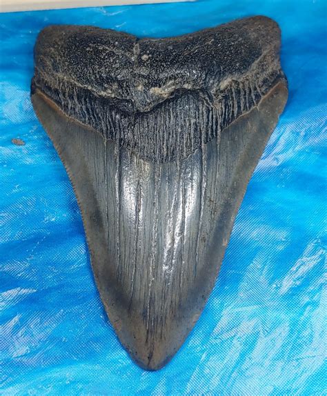 Large High Quality Megalodon Shark Tooth · L1 450 L2 428 · Megateeth