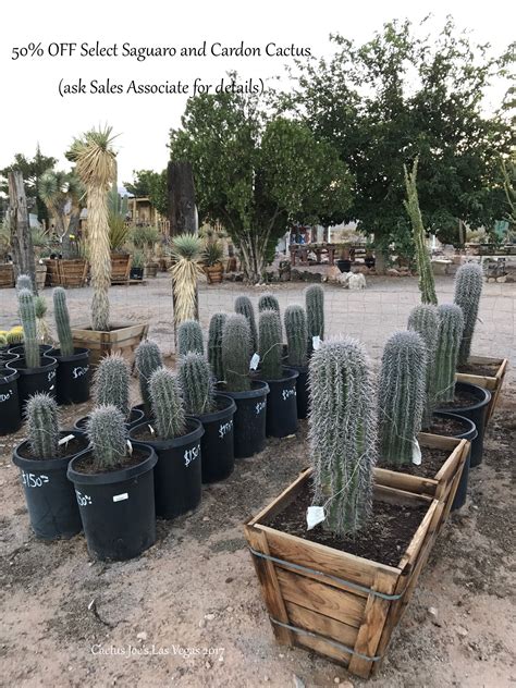 It is imperative to the owner, mr. October 2017 SALE | Cactus Joe's Las Vegas Nursery