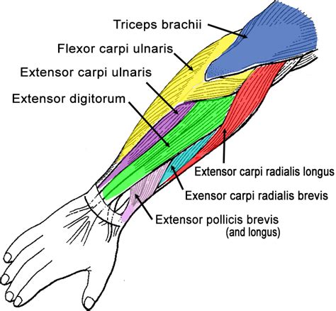 Label Muscles Of The Arms Key