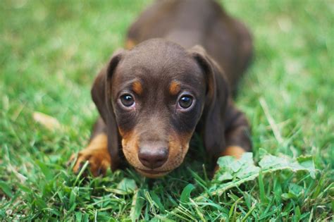 Sausage Dog Puppy Pet Adoption And Sales