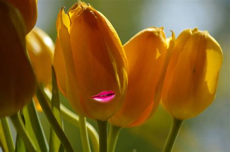 The Beautiful Pink Two Lips Beautiful Pink Yellow Tulips Beautiful