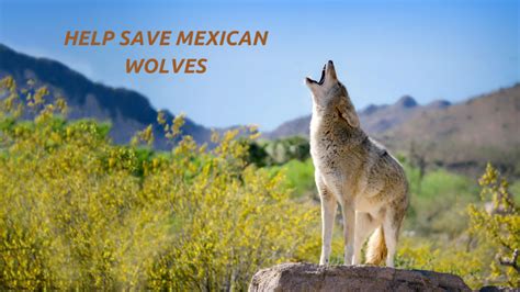Action Alert ~ Mexican Gray Wolves Need Your Help