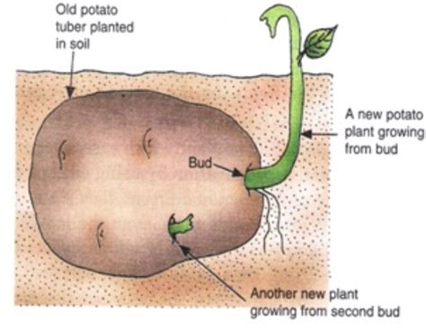 Asexual Reproduction In Plants Class 7 Reproduction In Plants Science