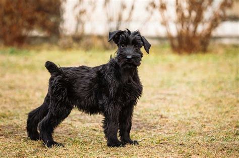 Giant Schnauzer Dog Breed Everything About Giant Schnauzers