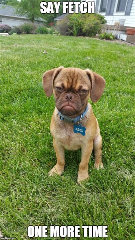 Puggle Earl Becomes The New Grumpy Cat After Internet Falls In Love With Images Of Sulky Puppy