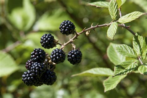 How To Identify Weeds With Thorns Growing Blackberries Blackberry