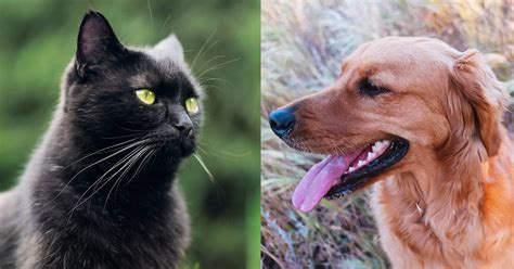 5 Reasons Golden Retrievers Are Good With Cats Golden Hearts
