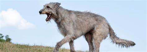 Irish Wolfhound Dog Breed Facts And Personality Traits Hills Pet