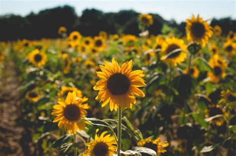 Sunflower Fields Forever Light By Megan Rae