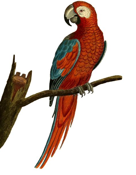 Bird Parrot Era Free Image On Pixabay