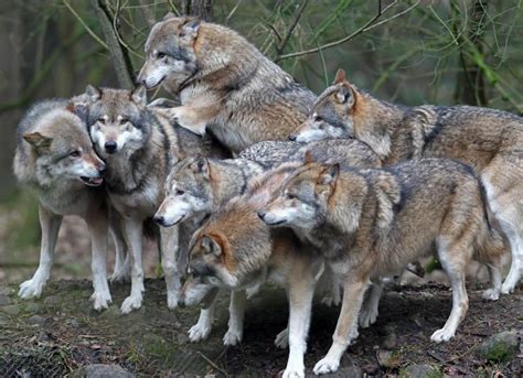 Eu Kommissar Wolf Bleibt Besonders Geschützt Der Wolf Als Teil Des