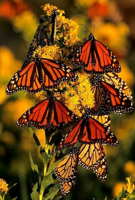 Monarchs Beautiful Butterfly Photography Beautiful Butterflies