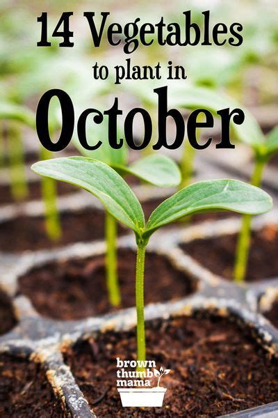 Learn Which Vegetables To Plant In October Plus The Best Varieties