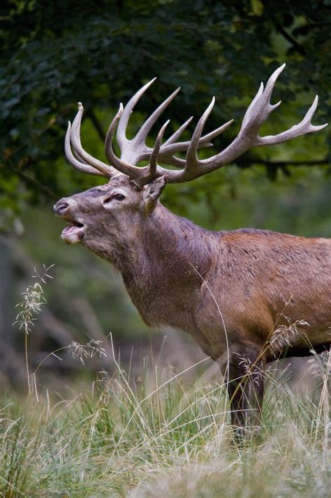 Red Deer Wikipedia The Free Encyclopedia Fallow Deer Deer Stags