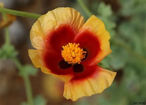 Eastern Horned Poppy Glaucium Leiocarpum · Inaturalist