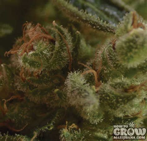 Top 10 Cbd Seeds Strains 2019 And Previous Years